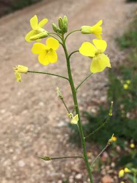 Image of crested wartycabbage