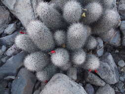 Image of Mammillaria albicans (Britton & Rose) A. Berger