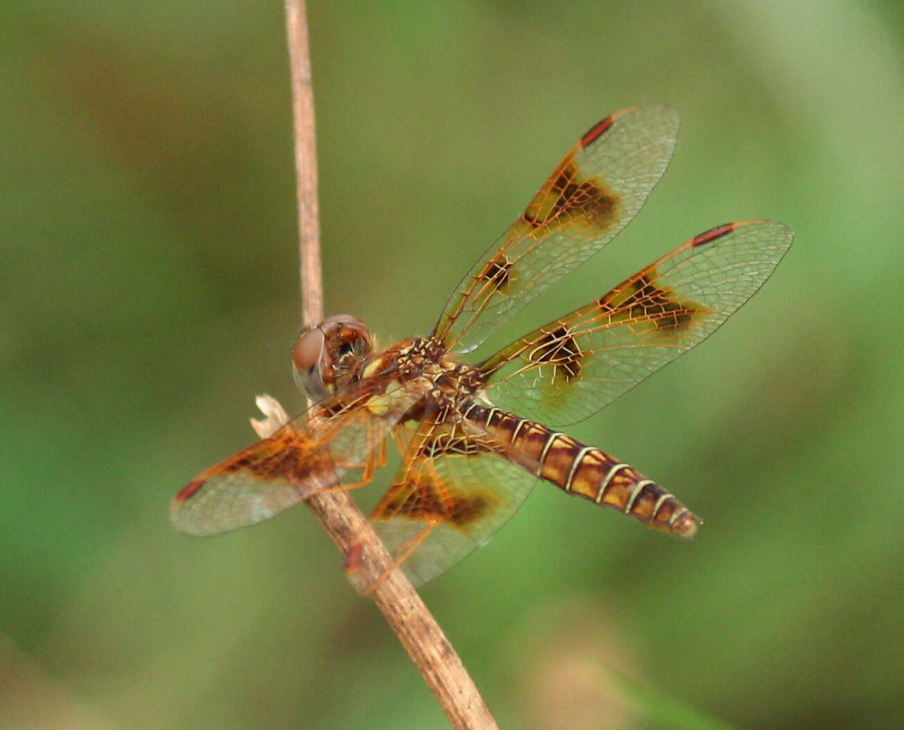 Image of Eastern Amberwing