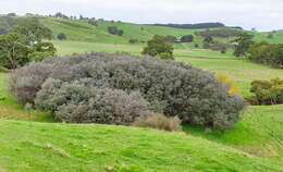 Sivun Leptospermum lanigerum (Ait.) Sm. kuva