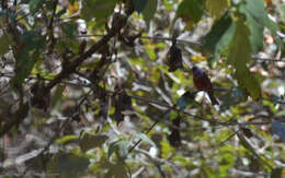 Image of Pink-headed Warbler