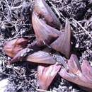 Слика од Haworthia mirabilis var. badia (Poelln.) M. B. Bayer