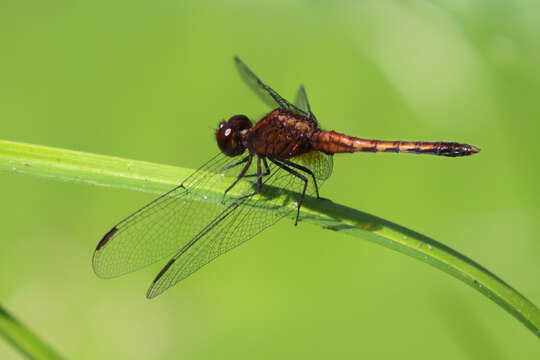 Image of Red-faced Dragonlet