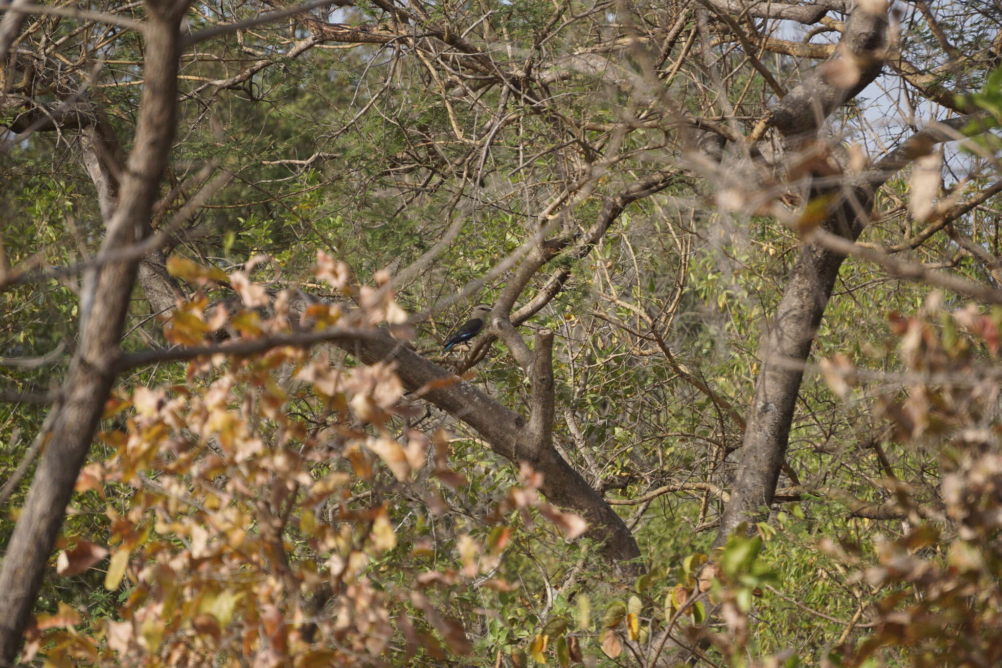 Image of Blue-bellied Roller