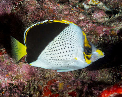 Image of Hawaiian Butterflyfish