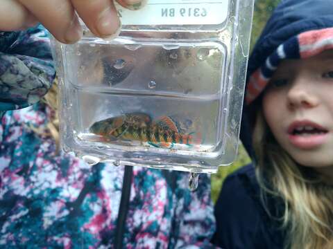 Image of Rainbow Darter