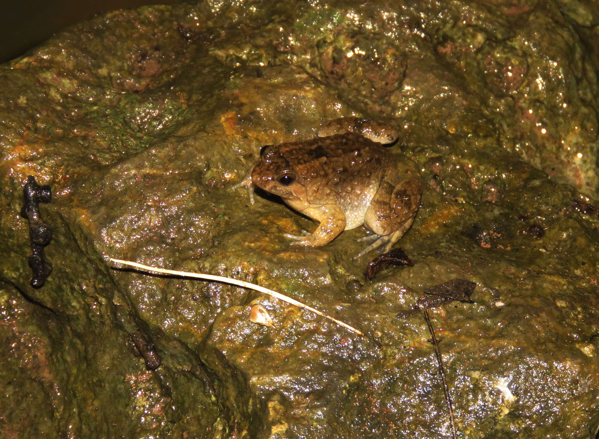 Image of Round-tongued Floating Frog