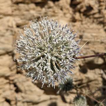 Image of Echinops erinaceus Kit Tan