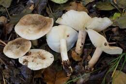 صورة Calocybe pilosella Floriani & Vizzini 2015