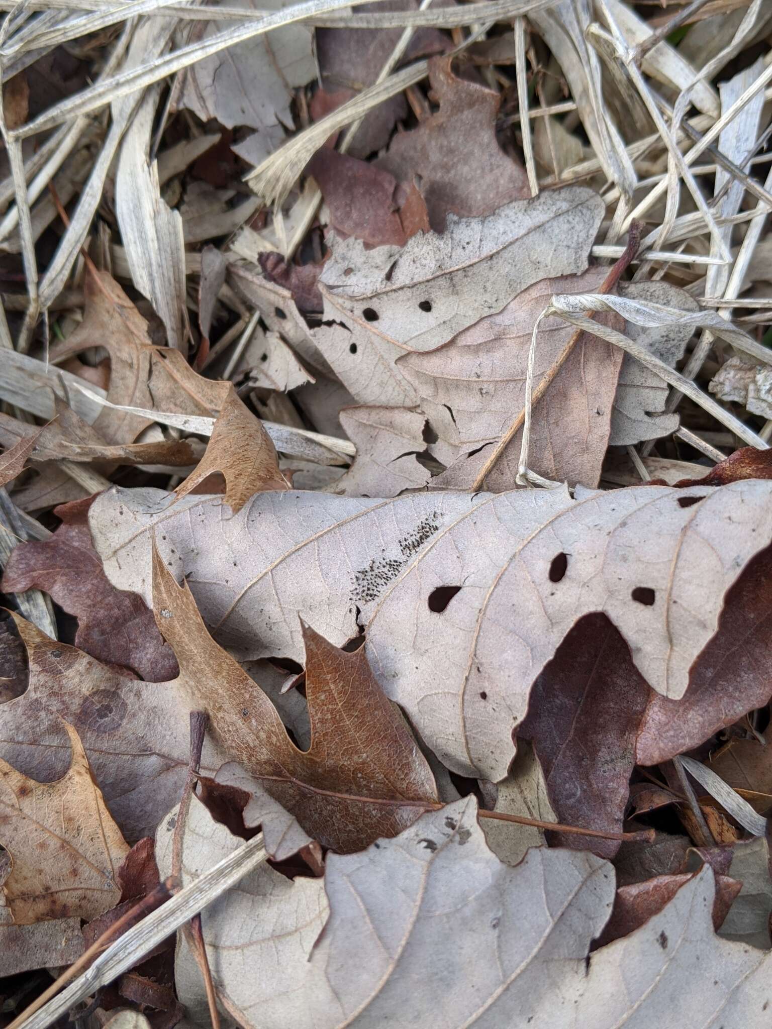 Image of Oak Lace Bug