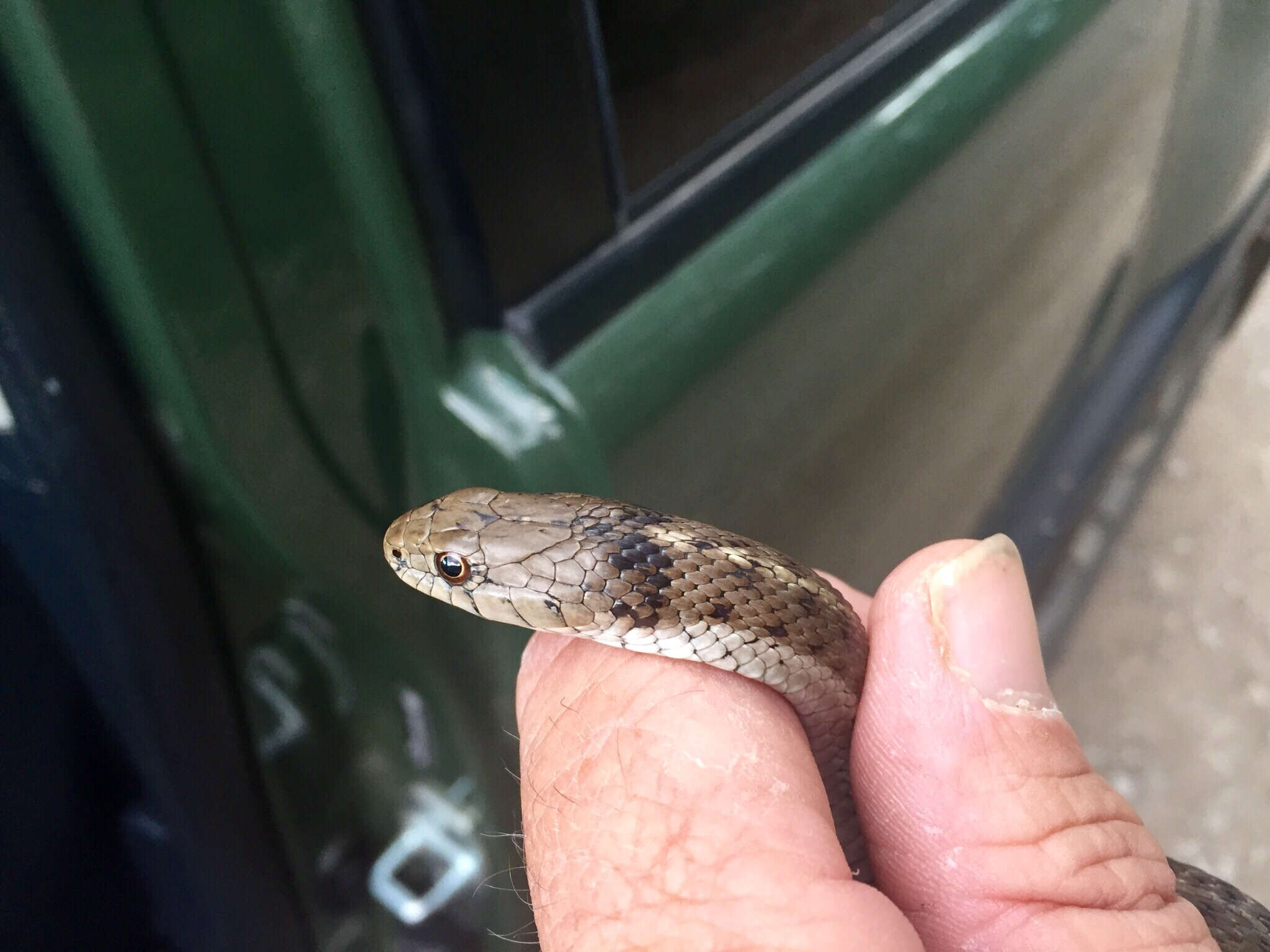 Image of Thamnophis elegans vagrans (Baird & Girard 1853)