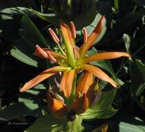 Image of Gentiana lutea subsp. aurantiaca M. Laínz