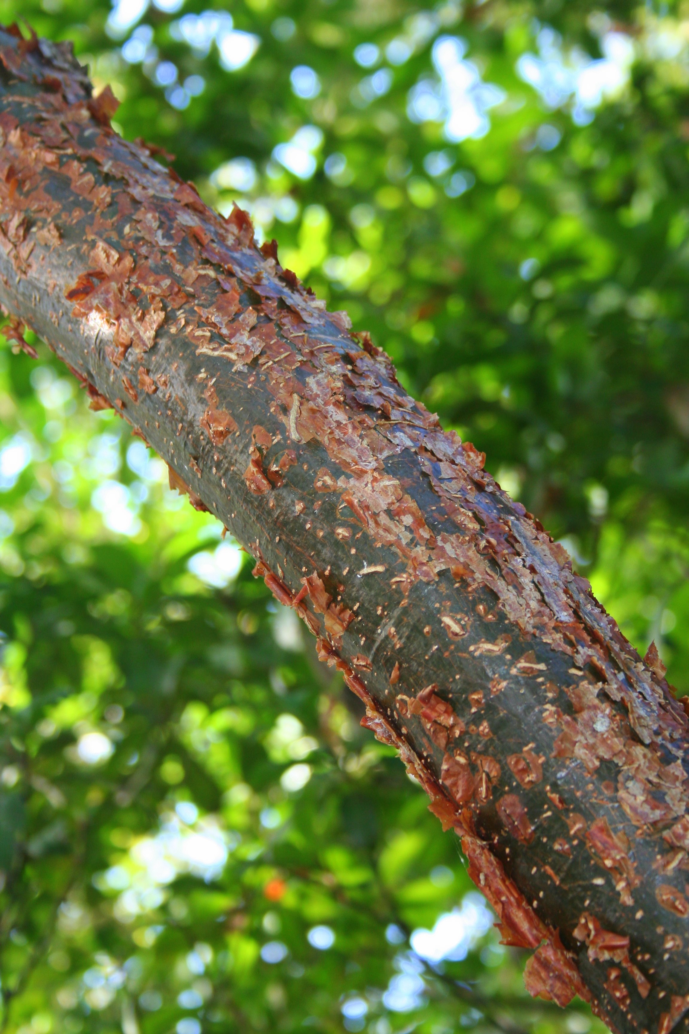 gumbo limbo tree who buys them