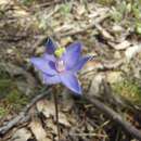 Image of Thelymitra inflata Jeanes