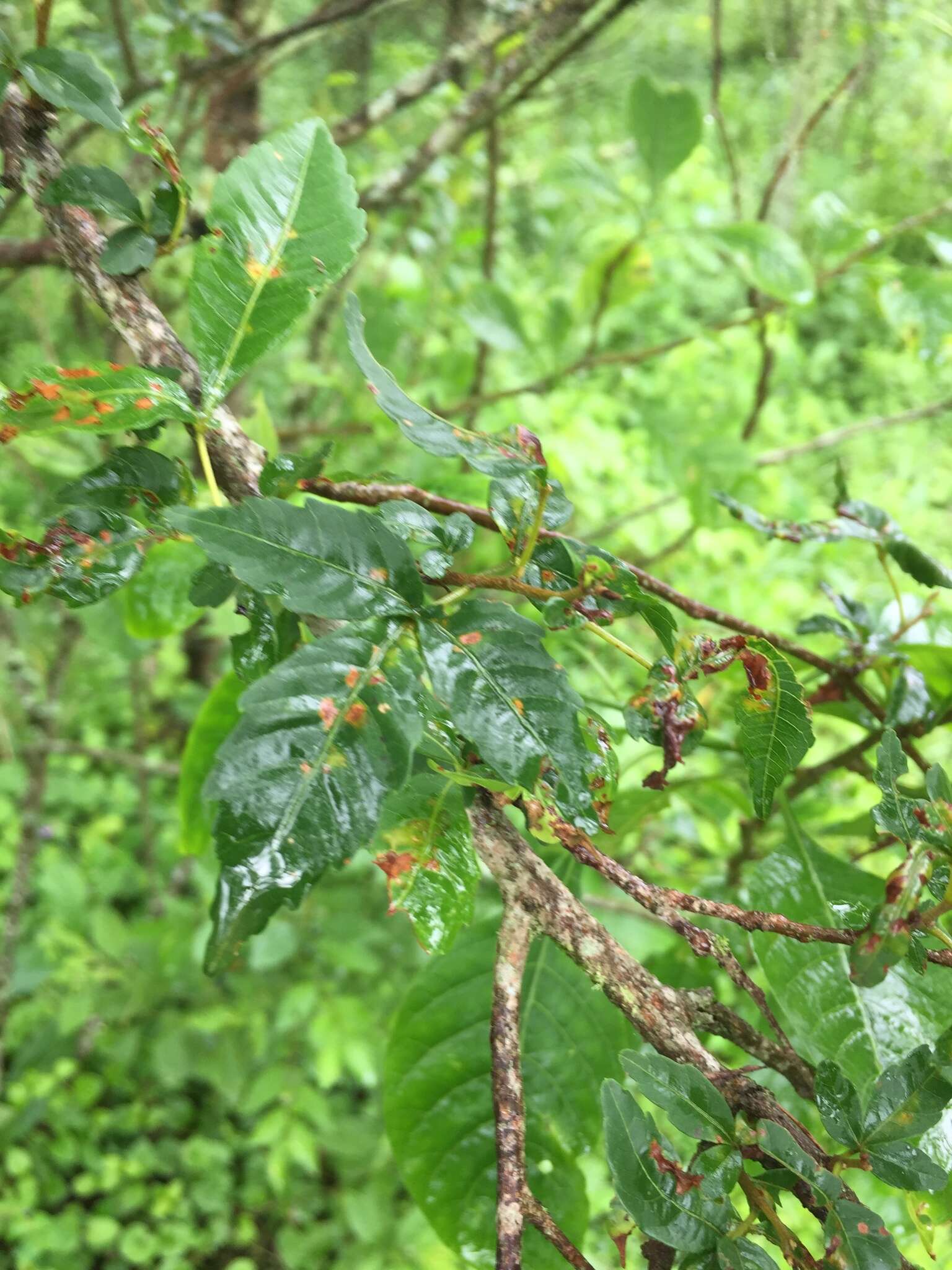 Imagem de Allophylus edulis (A. St.-Hil., Cambessedes & A. Jussieu) Radlk. ex Warm.