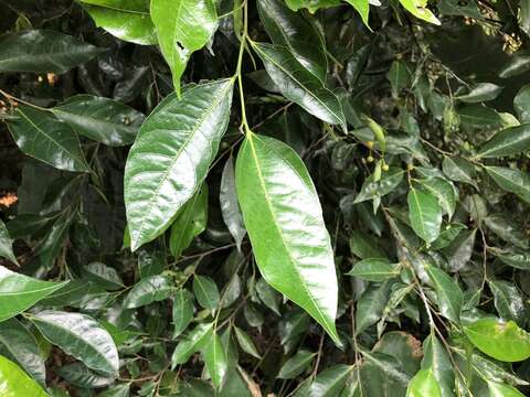 Image of Ficus ampelos