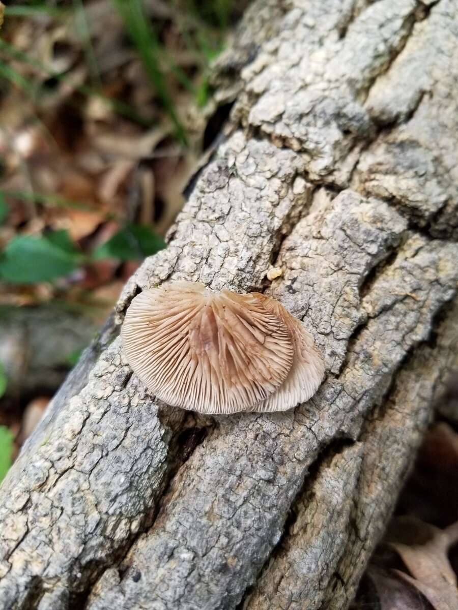 Plancia ëd Crepidotus fraxinicola Murrill 1917