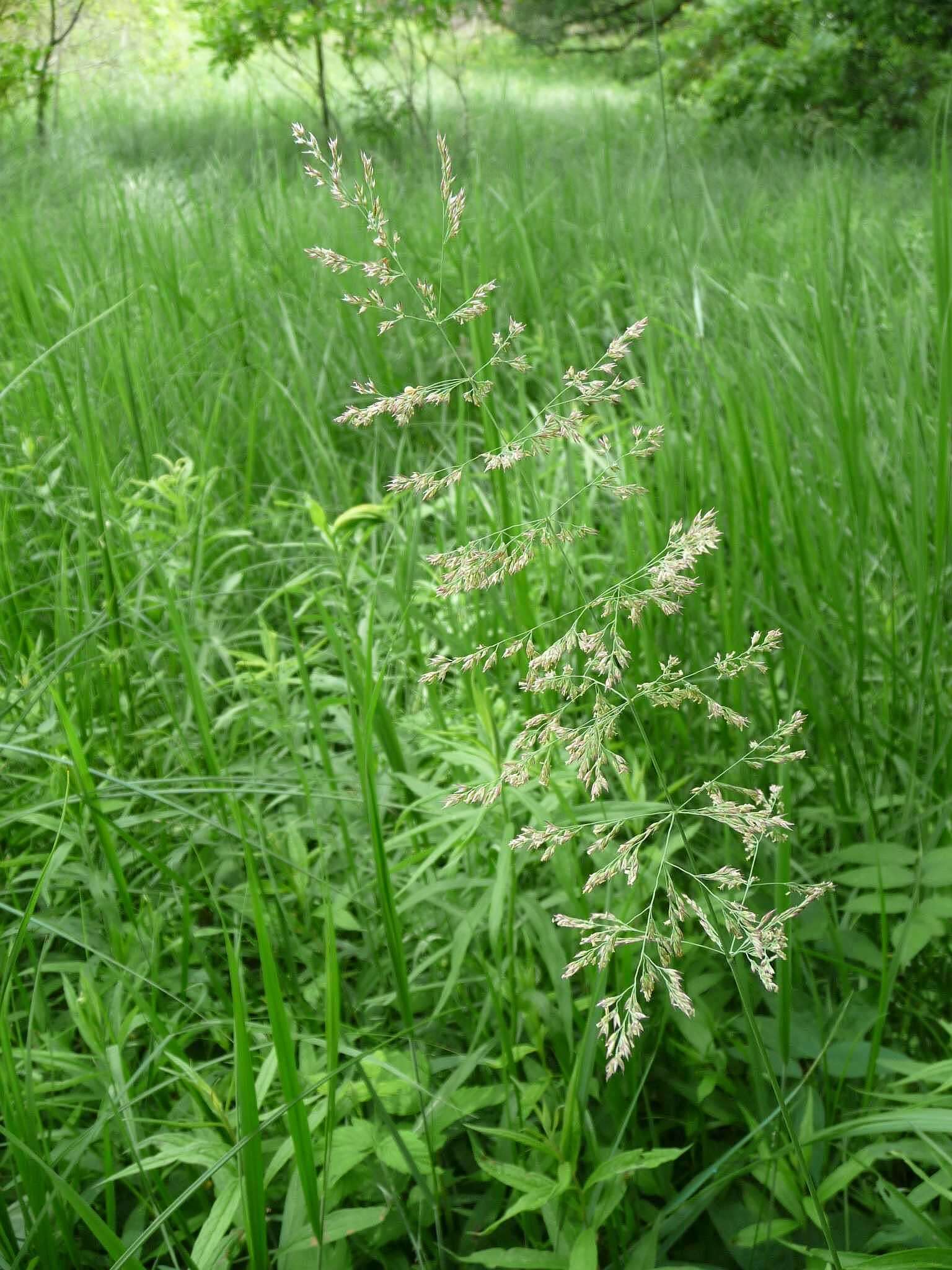 Imagem de Poa palustris L.