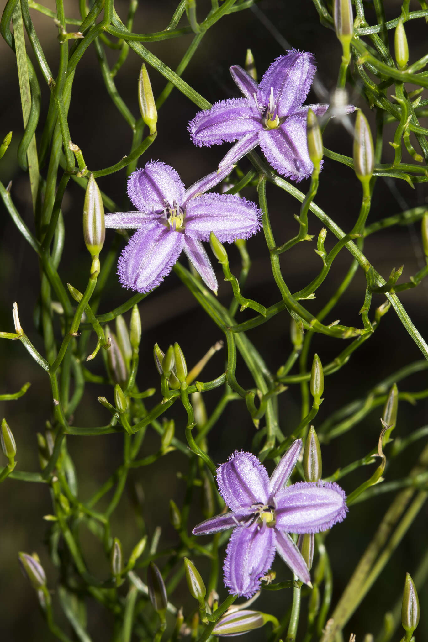 Image of Thysanotus manglesianus Kunth