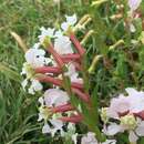 Image of creeping waxweed