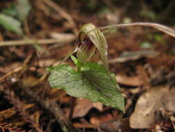 Image of Dancing spider orchid