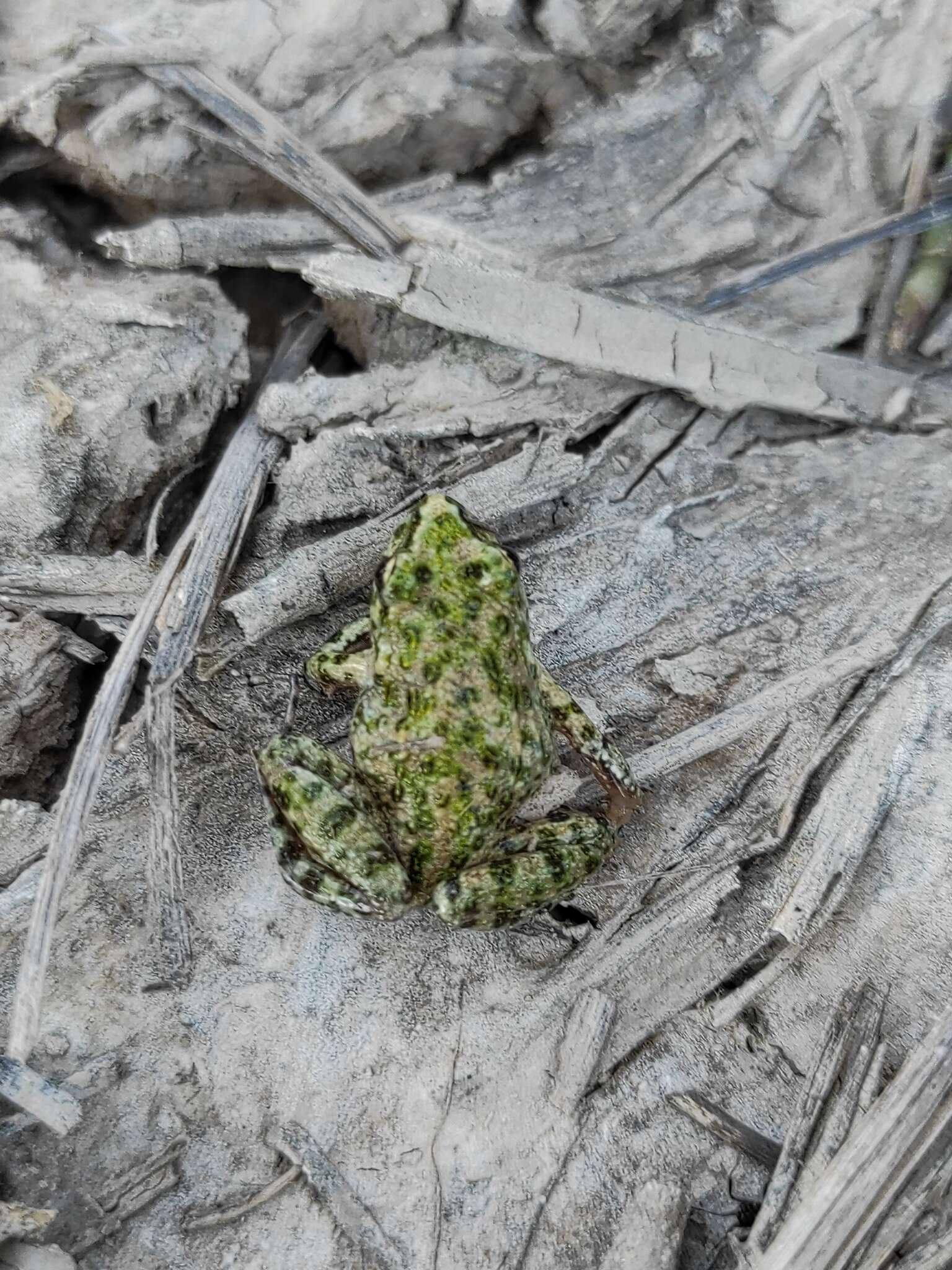 Image of Iberian Parsley Frog