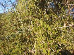 Image of Capparis fascicularis var. fascicularis