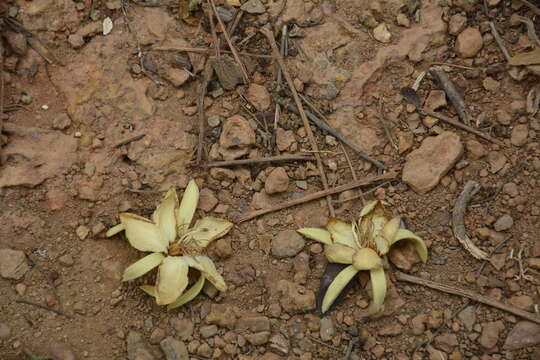 Image of Pterospermum reticulatum Wight & Arn.