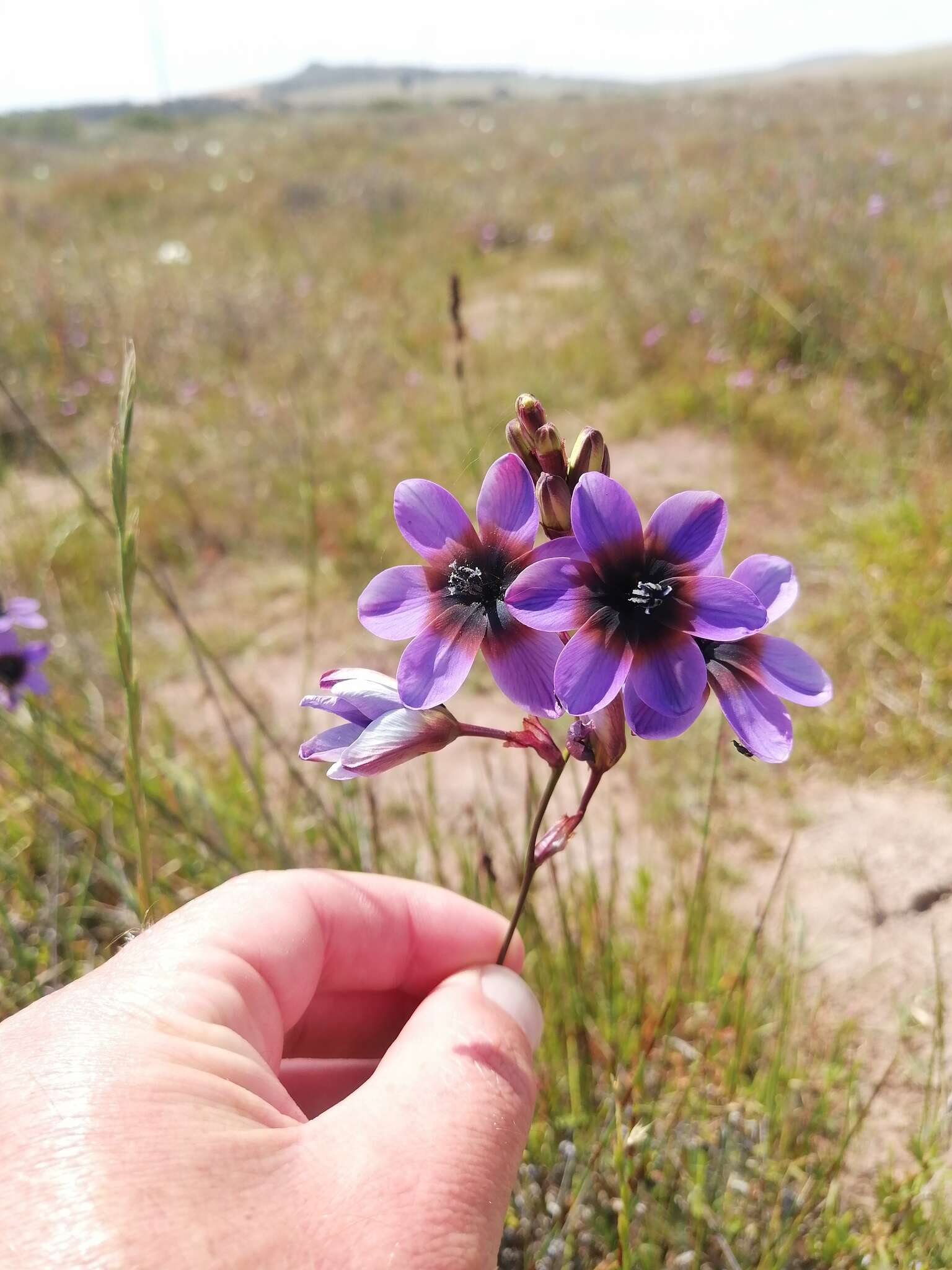 Image of Ixia monadelpha D. Delaroche