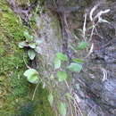 Слика од Epilobium pubens A. Rich.