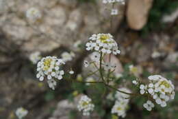 Image of Sobolewskia sibirica (Willd.) P. W. Ball