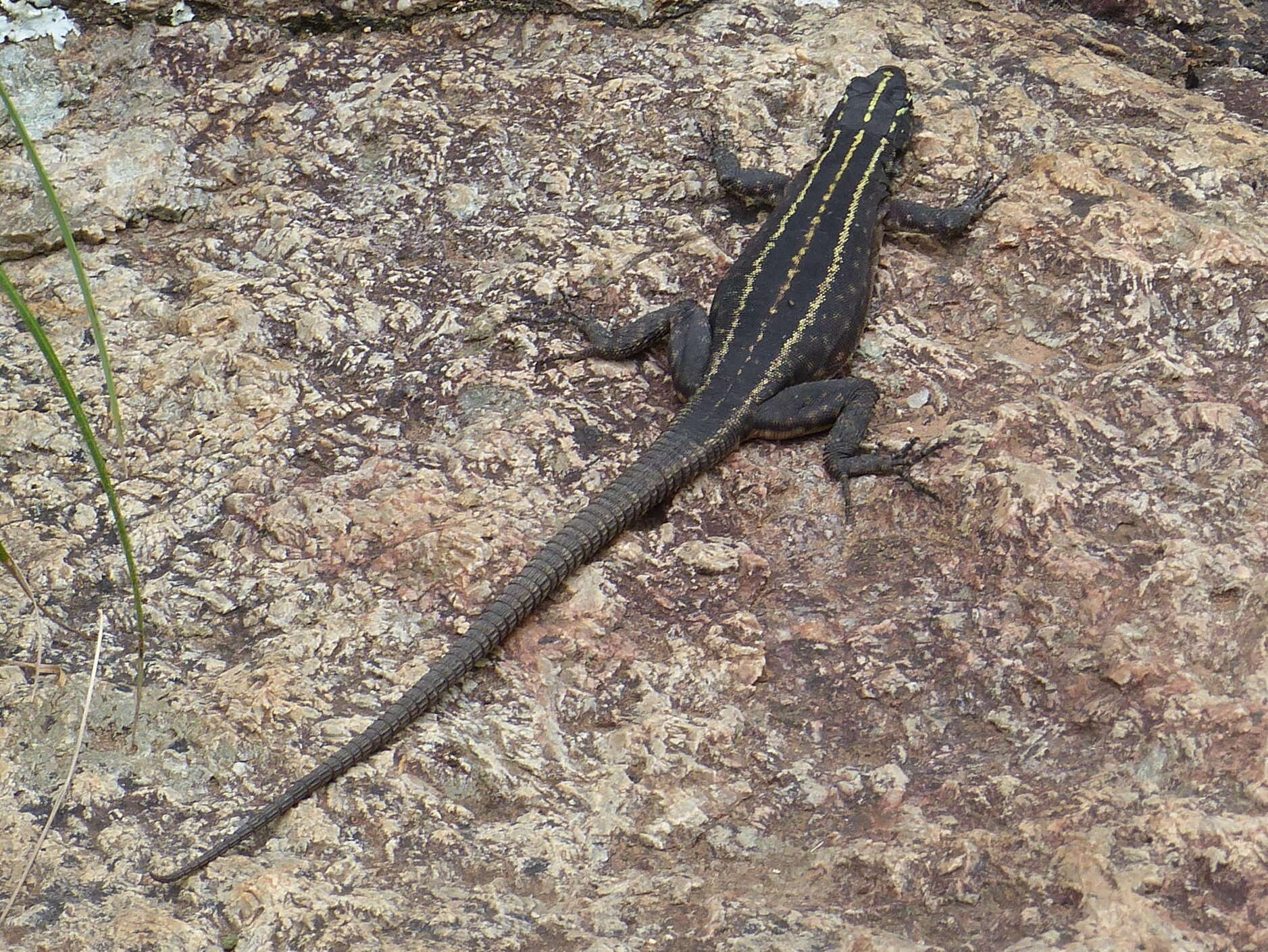 Image of Mitchell's Flat Lizard