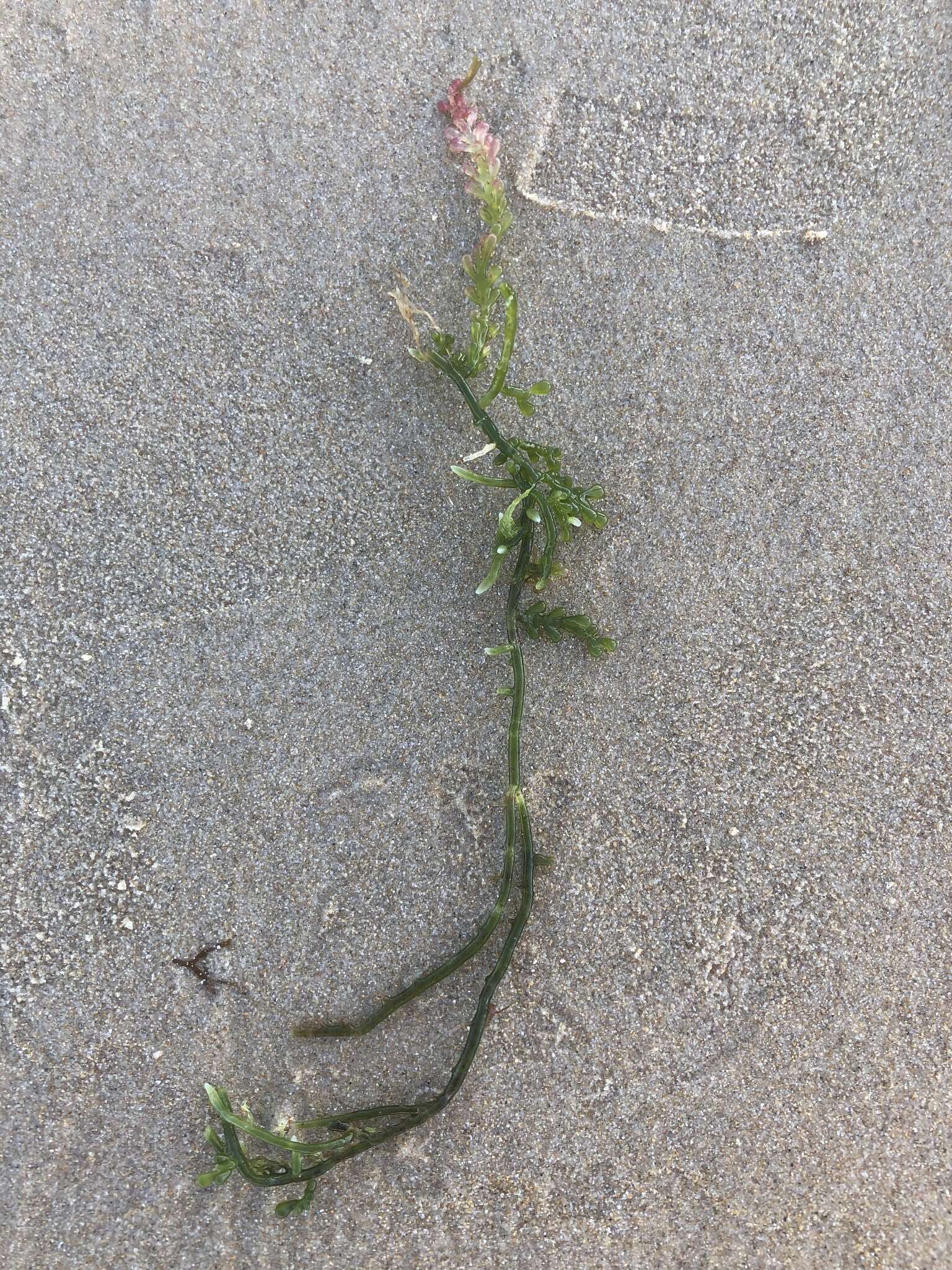 Image of Sea Grape