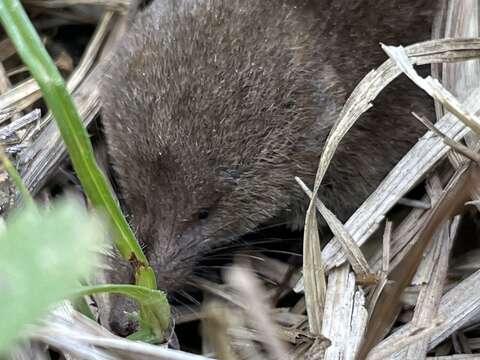 Image of pygmy shrew, lesser shrew