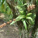 Image of lesser yellowspike orchid