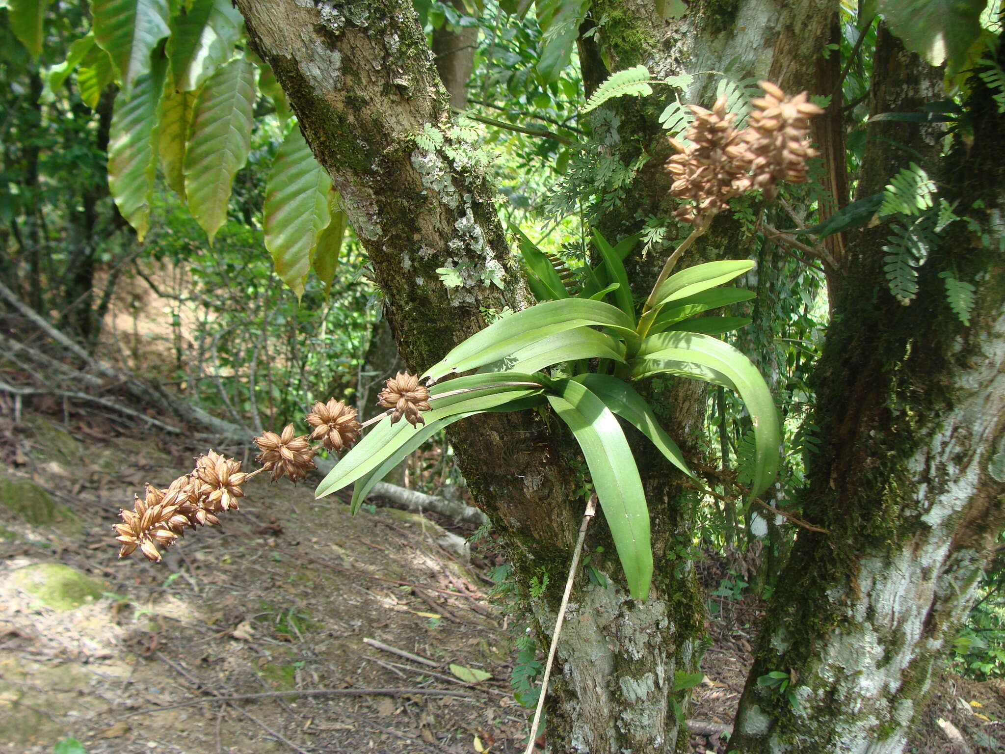 Image of lesser yellowspike orchid
