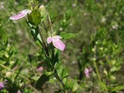 Teucrium bicolor Sm. resmi