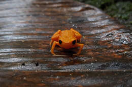 Image of Brachycephalus alipioi Pombal & Gasparini 2006