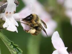 Image of Anthophora furcata (Panzer 1798)