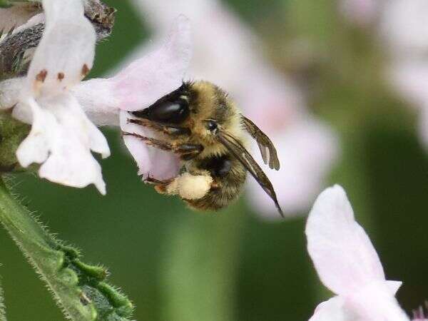 Imagem de Anthophora furcata (Panzer 1798)