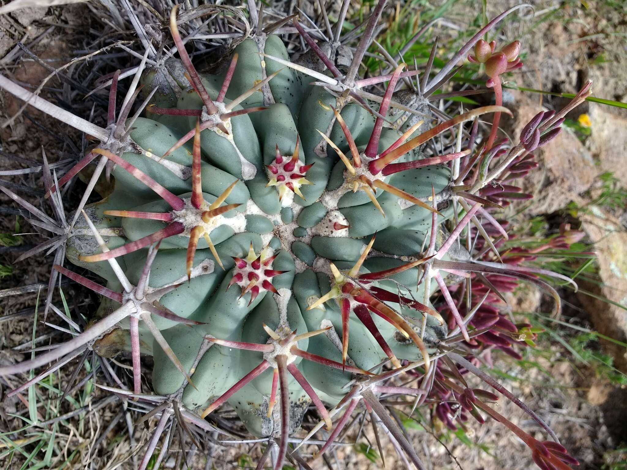 Image of Sclerocactus uncinatus subsp. crassihamatus (F. A. C. Weber) N. P. Taylor