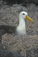 Image of Waved Albatross