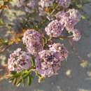 Image of Iberis procumbens subsp. procumbens