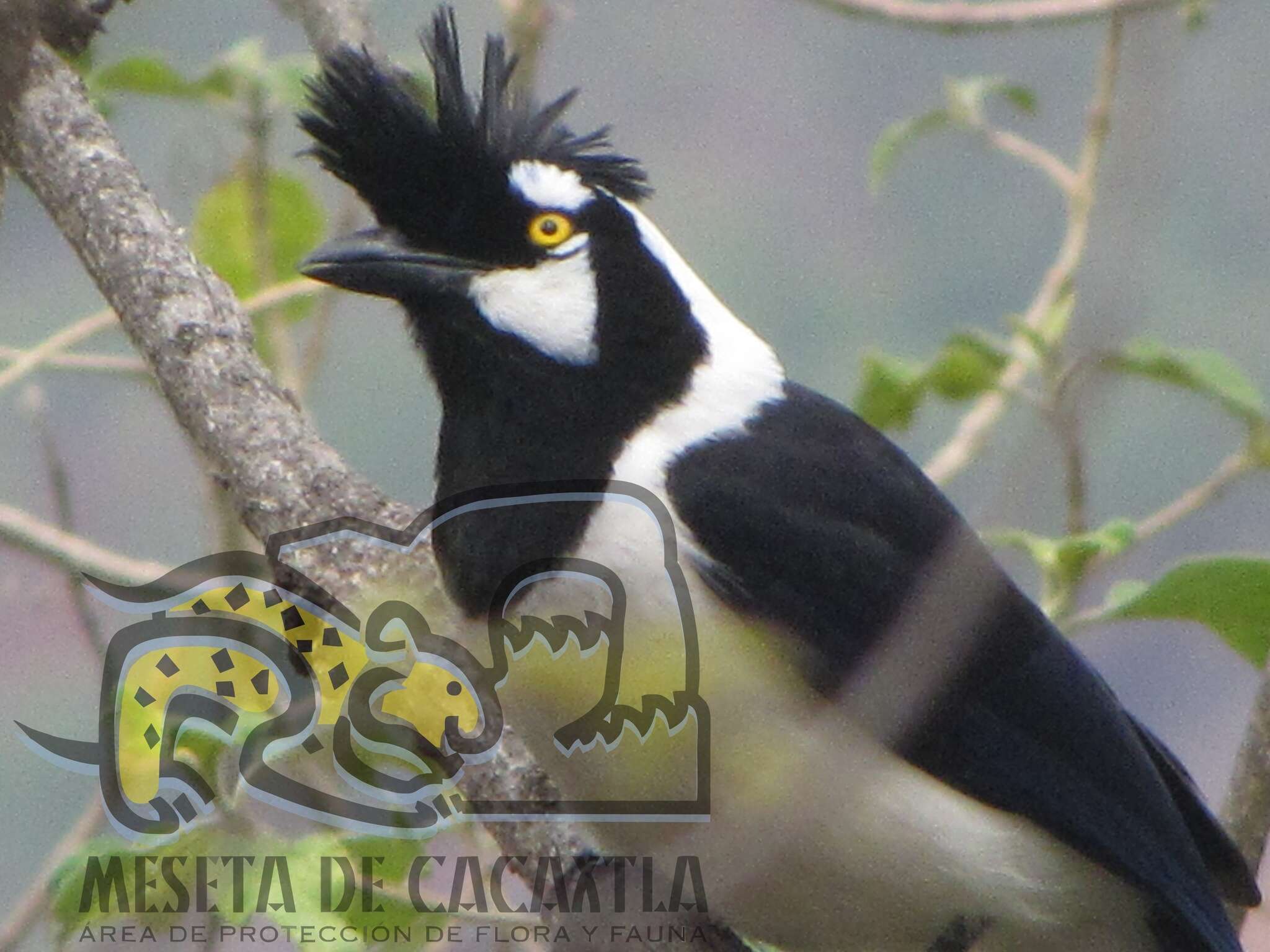 Imagem de Cyanocorax dickeyi Moore & RT 1935