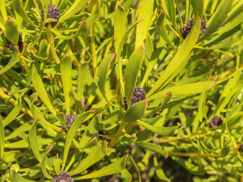 Image of Leucadendron platyspermum R. Br.