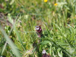 Image de Anchusella variegata (L.) M. Bigazzi, E. Nardi & F. Selvi