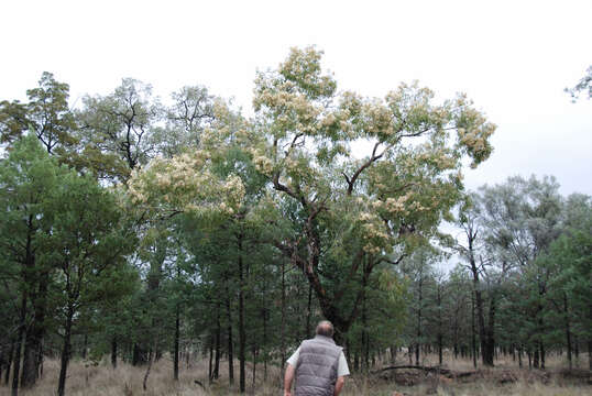 Image of Corymbia clarksoniana (D. J. Carr & S. G. M. Carr) K. D. Hill & L. A. S. Johnson