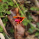 Image of <i>Isotropis <i>cuneifolia</i></i> subsp. cuneifolia