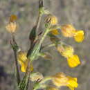 Image of Hermannia stipulacea Lehm. ex Eckl. & Zeyh.