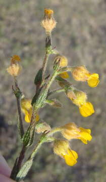 Image of Hermannia stipulacea Lehm. ex Eckl. & Zeyh.